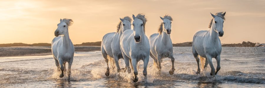 White horses are galoping in the water  all over the sea in Camargue, France.