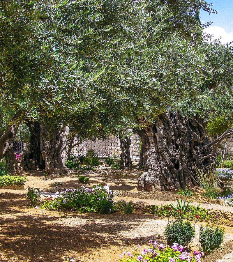 Olives trees in the Garden of Gethsemane, Jerusalem.